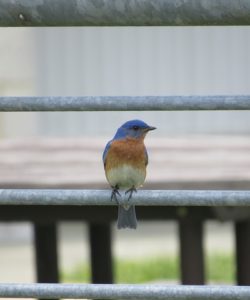 Repair Allen+roth gazebo canopy - a story of bluebird