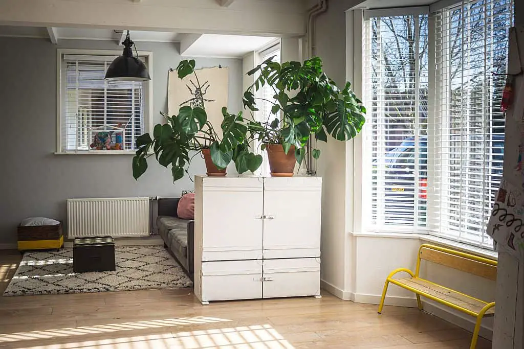 A house plant automatically livens up a room